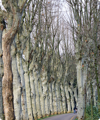 Avenue Plantation
